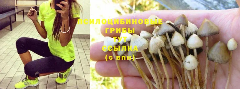 как найти закладки  блэк спрут рабочий сайт  Псилоцибиновые грибы Cubensis  Катав-Ивановск 